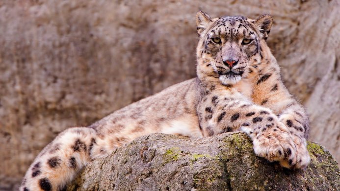 Snow leopard resting on a rock with patterned fur and a pink nose