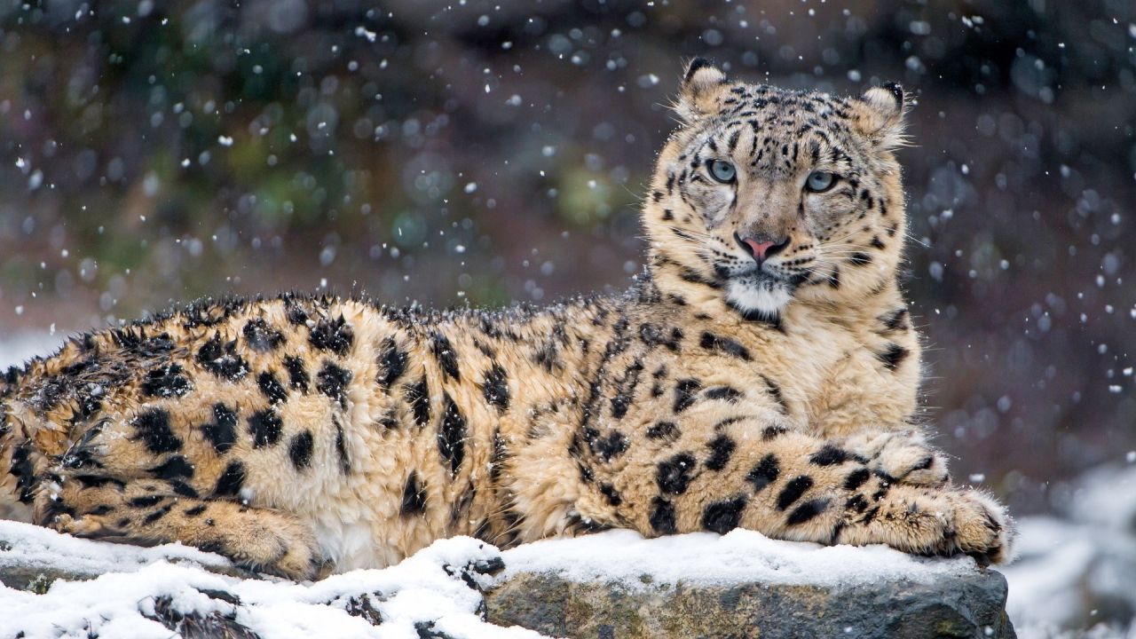 Snow leopard lying in snow on a rock