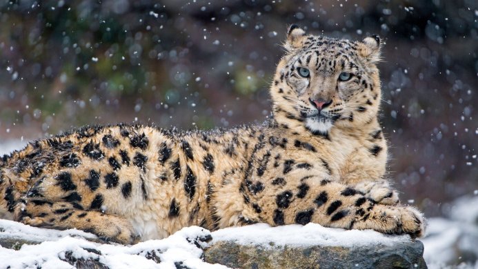 Snow leopard lying on a snowy rock during snowfall