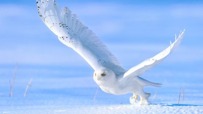 A snowy owl in flight over a snow-covered field, with outstretched wings and yellow eyes