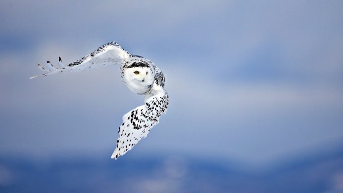 Snowy owl in flight against a blue sky background