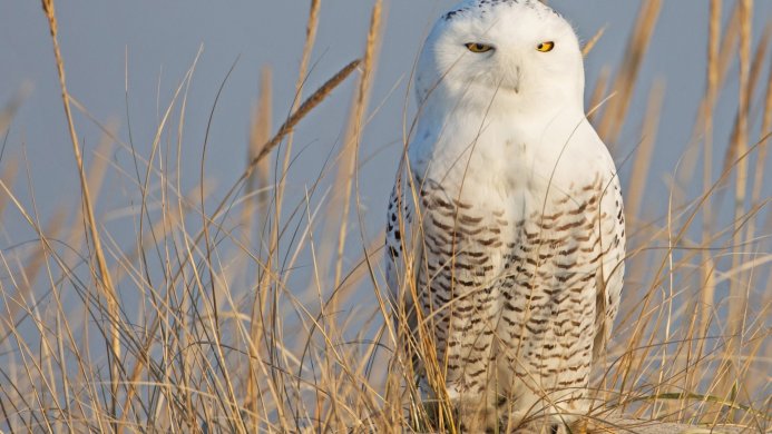 A snowy owl with yellow eyes stands in tall, dry grass against a light blue background