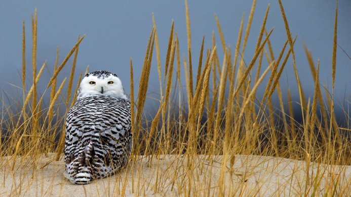 A snowy owl stands in tall, dry grass against a grey-blue sky