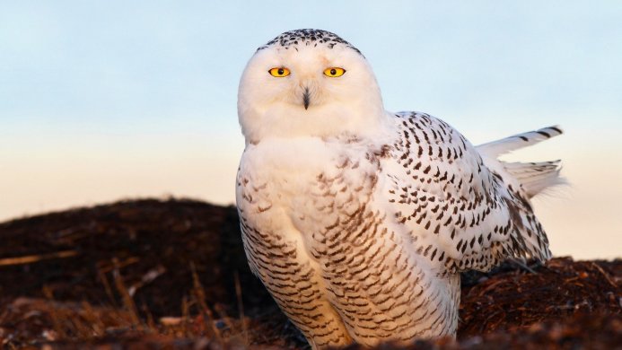A snowy owl with bright yellow eyes sits on the ground