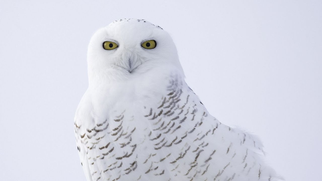 Snowy owl portrait white background