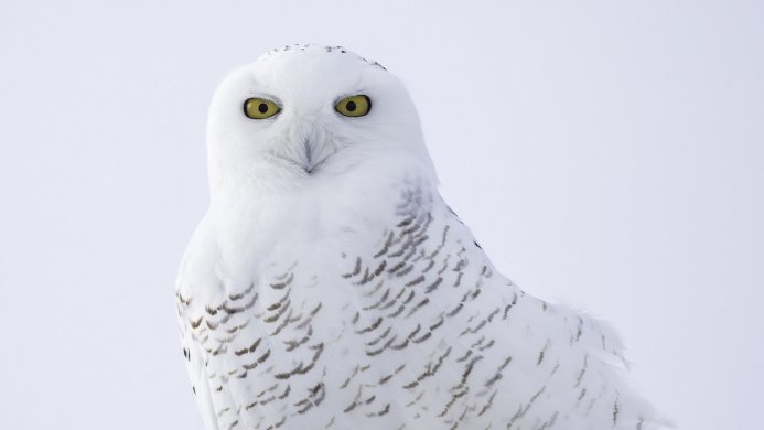 A snowy owl with yellow eyes against a white background