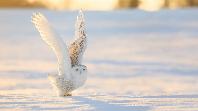 A Snowy Owl with outstretched wings in a snowy field, illuminated by the soft light of the setting sun