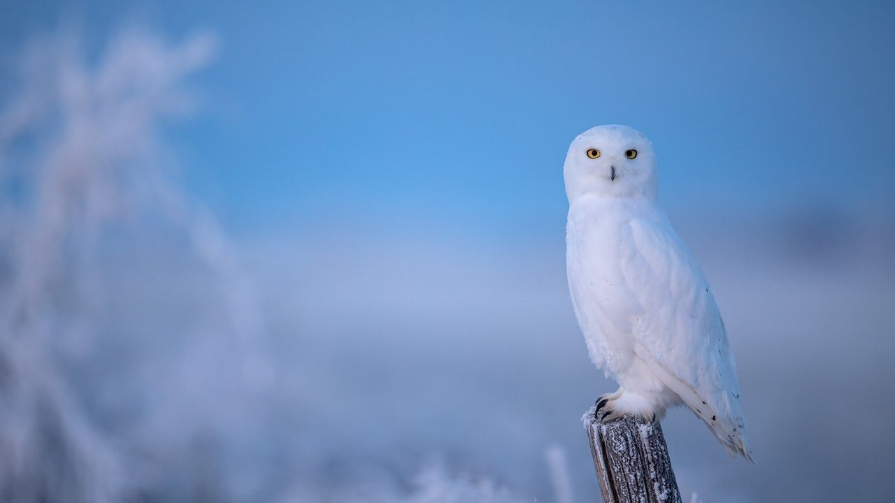 Snowy owl perched on a frosty post
