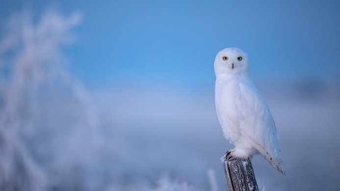A white snowy owl perched on a frost-covered post against a blue winter sky