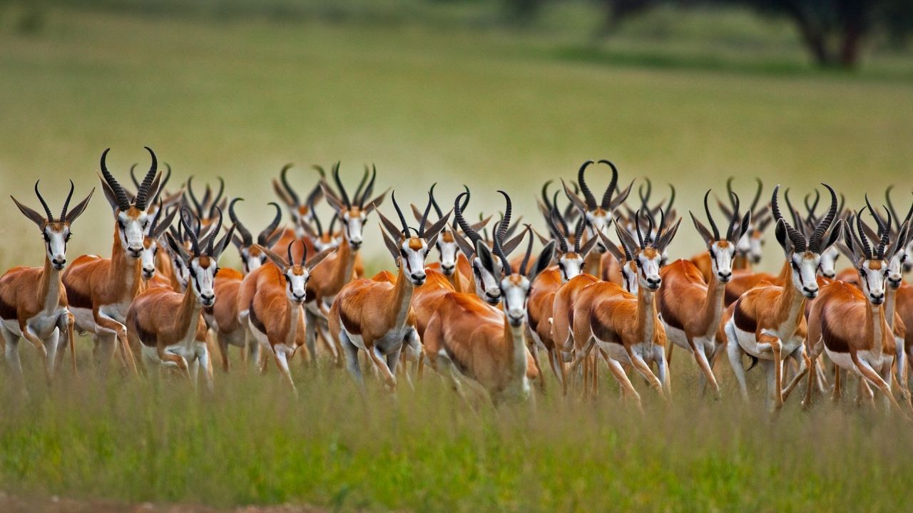 Herd of springboks running in a grassy field