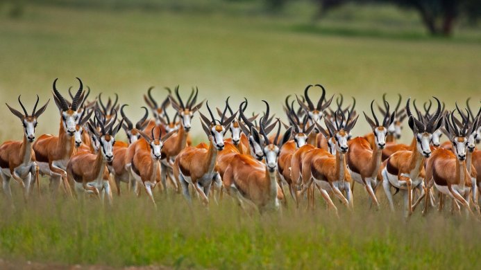 A herd of springbok antelopes running across a grassy field