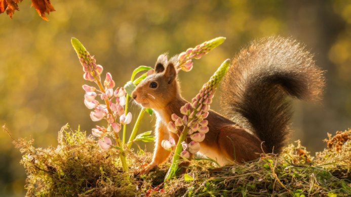 A squirrel surrounded by pink lupine flowers in a forest setting