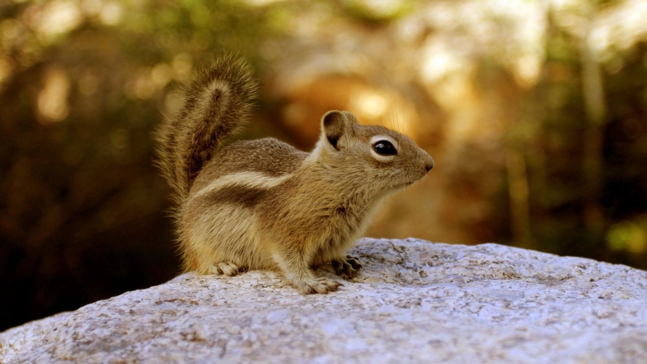 Chipmunk close up sitting on a rock