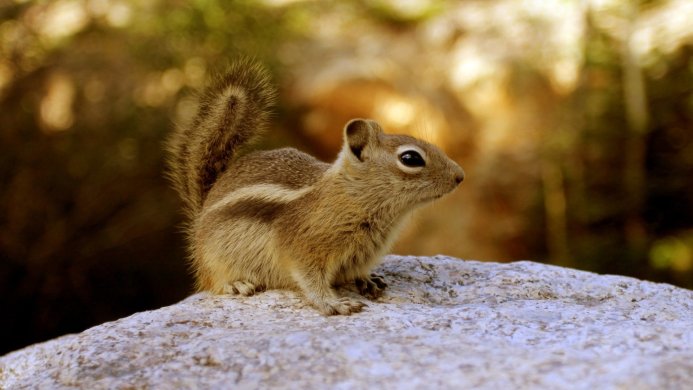 A squirrel sits on a rock, looking to the right, with a blurred background