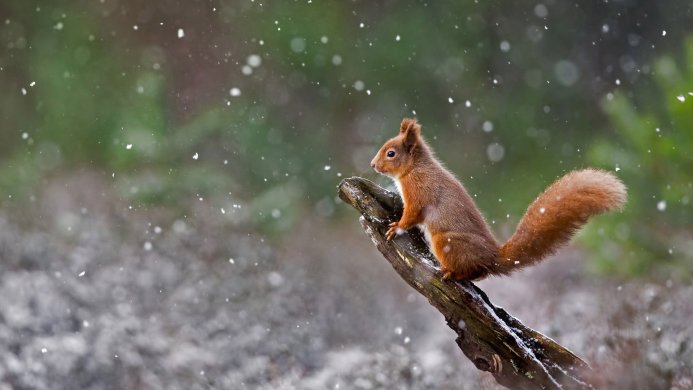 A squirrel sits on a branch during a snowstorm