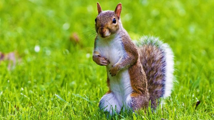 A squirrel stands upright in green grass, looking at the camera