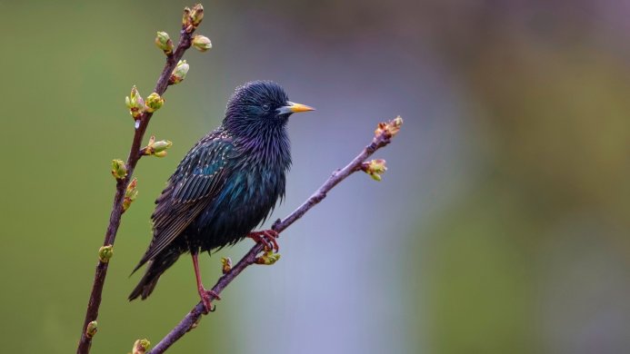 A starling perched on a branch with buds, showcasing its iridescent plumage