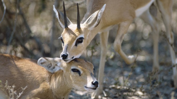 Two Steenbok antelopes, one resting its head on the other in a field