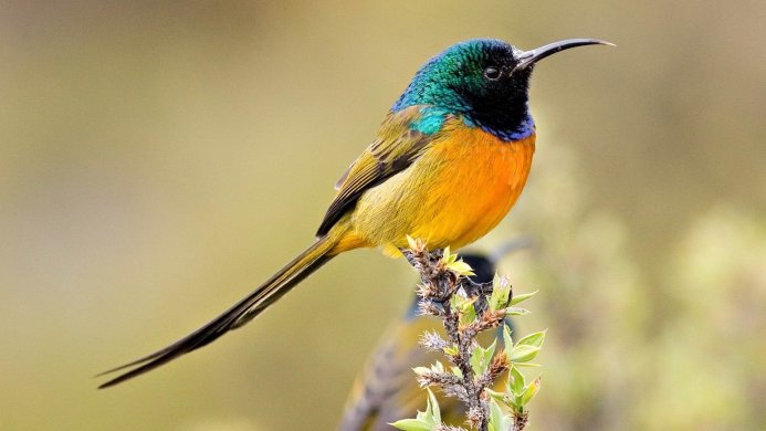 A vibrant sunbird perched on a branch with green leaves