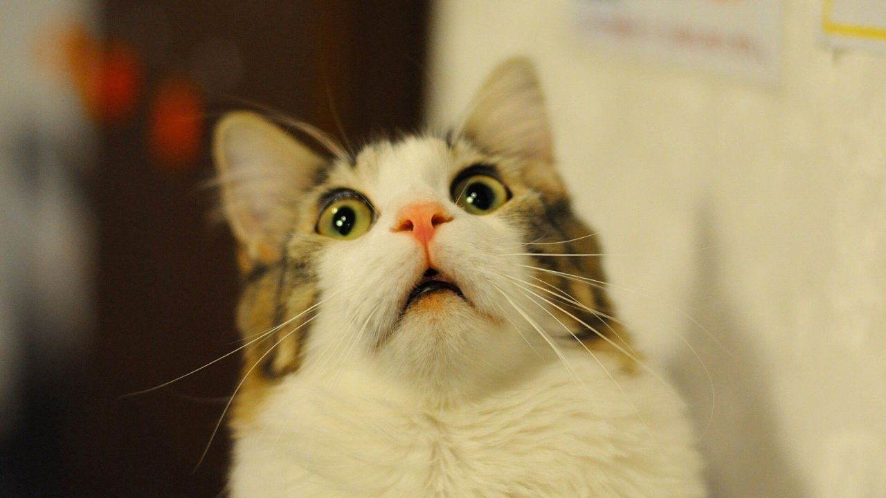 Cat face close up green eyes pink nose