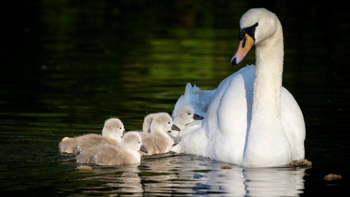 Swan with cygnets swimming on a dark pond with green reflections