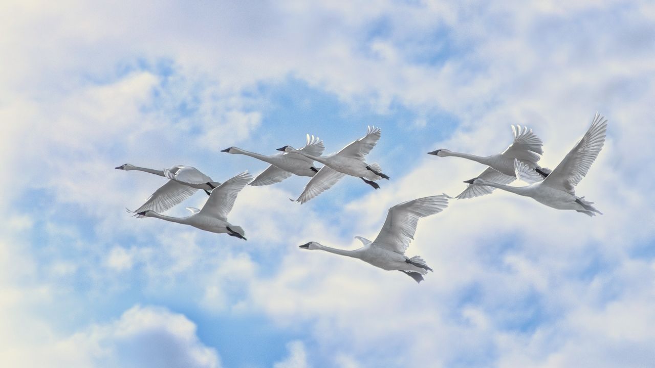 Six white swans flying in a blue sky