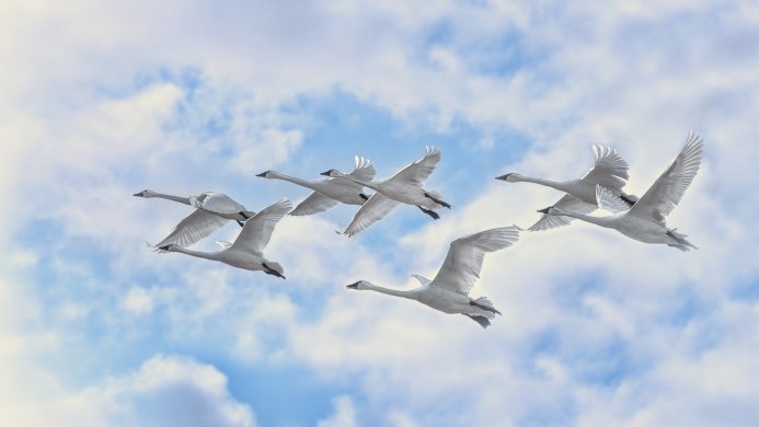 A flock of swans flying in formation against a blue sky with white clouds