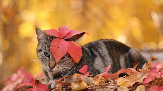 A gray tabby cat lies among red and brown autumn leaves with a yellow background