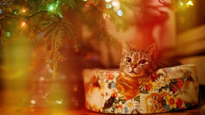 A tabby cat sits in a floral box under a Christmas tree with lights