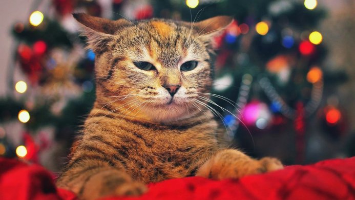 A tabby cat sits in front of a blurred Christmas tree with lights