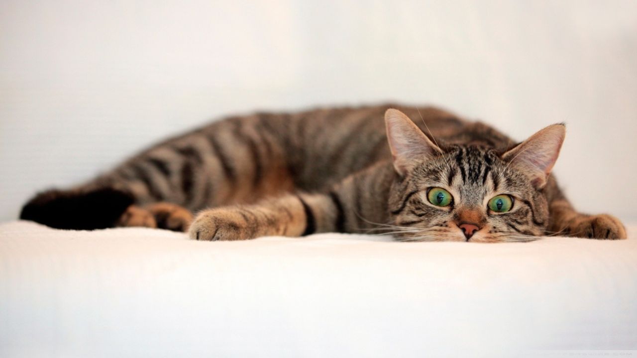 tabby cat with green eyes lying down