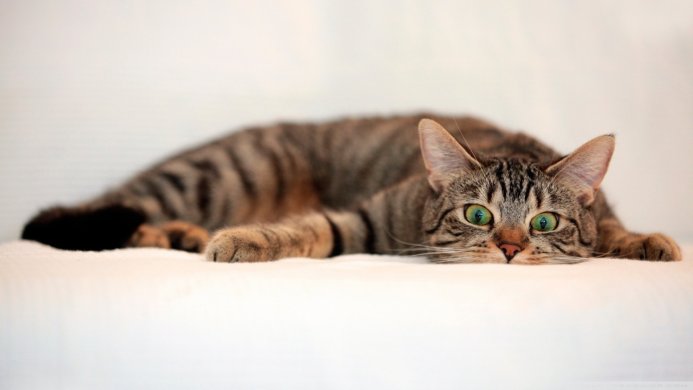A tabby cat lying down with green eyes