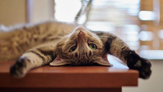 A tabby cat lying on its back on a wooden surface, with paws outstretched