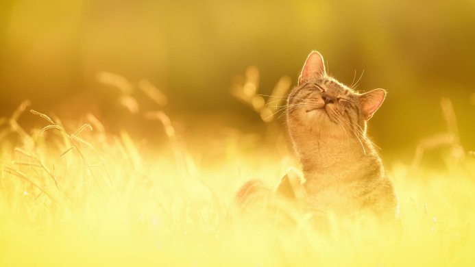A tabby cat basking in golden sunlight in a field of grass