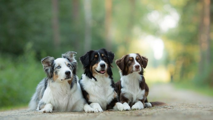 Three Australian Shepherd dogs lying down on a path in a forest