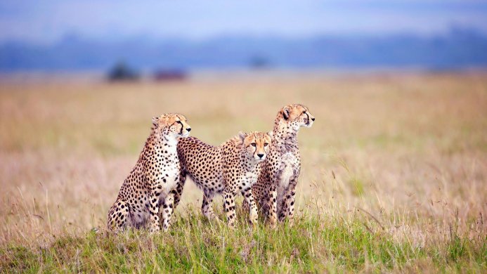 Three cheetahs in a grassy field with a blurry background of trees and blue hills