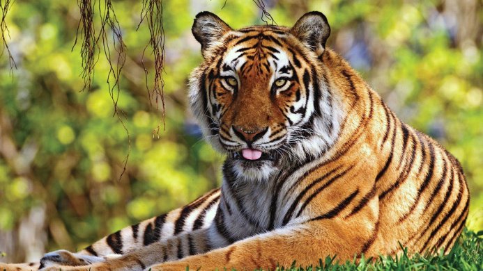 A tiger lying in grass, sticking its tongue out
