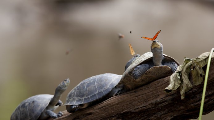 A turtle with an orange butterfly perched on its head among other turtles on a log