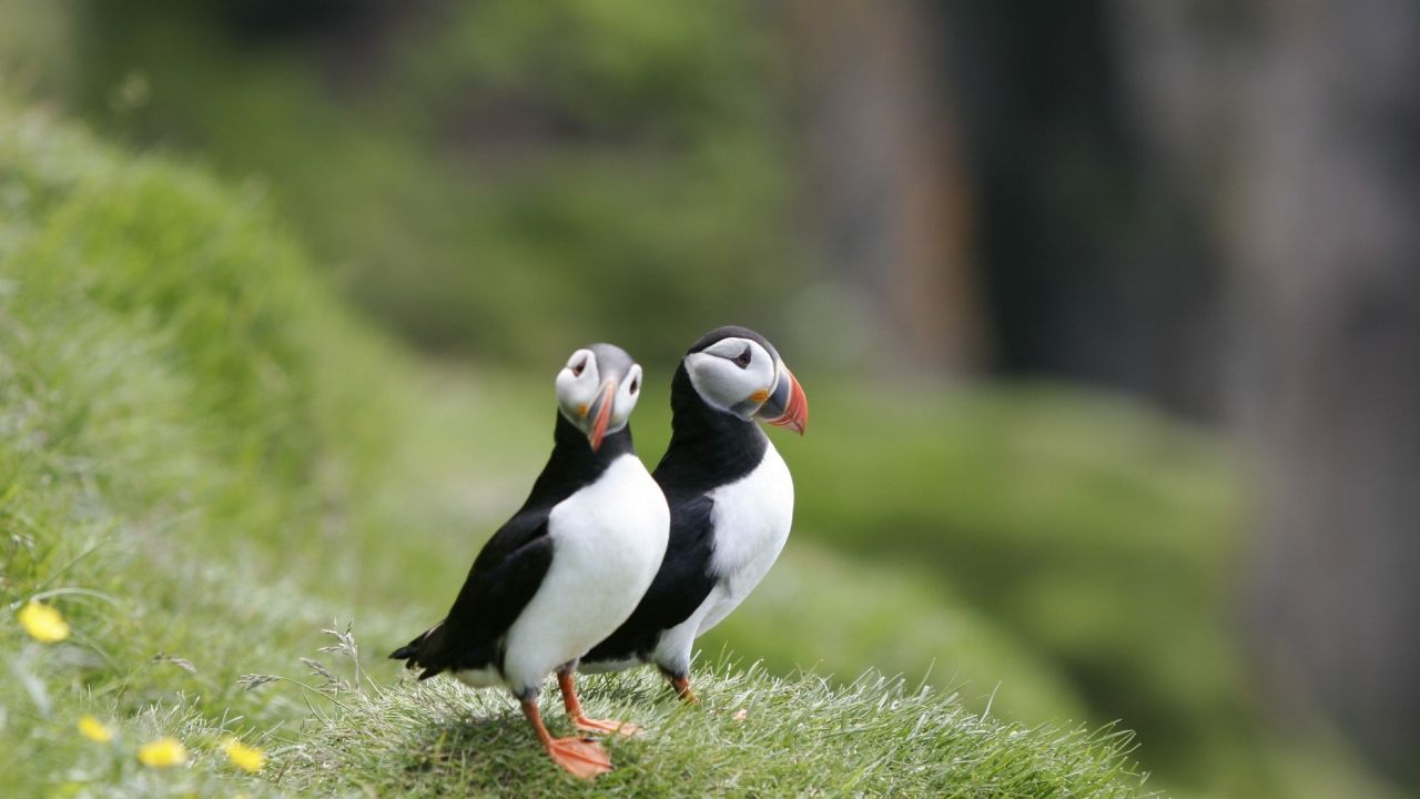Two Atlantic puffins on a grassy hill