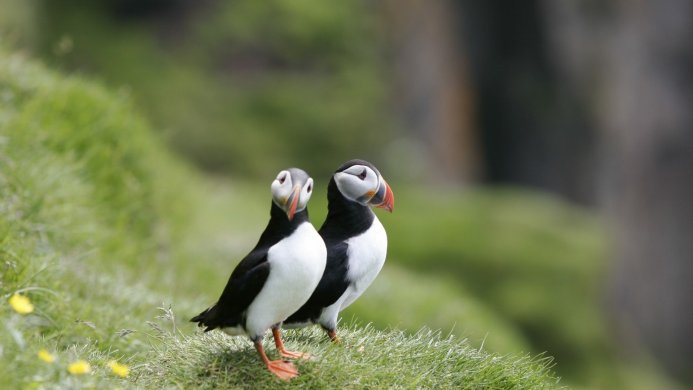 Two Atlantic puffins standing on a grassy hill