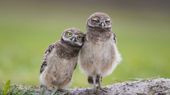 Two burrowing owls standing close together on the ground, with a green background