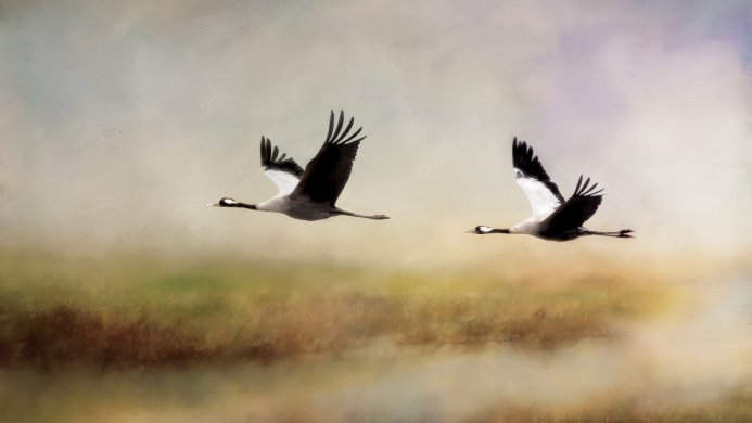 Two cranes flying against a soft, blurred background of sky and land