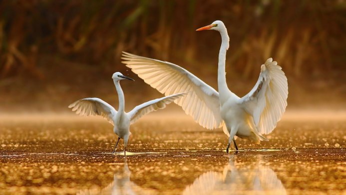 Two white egrets with outstretched wings standing in shallow golden water