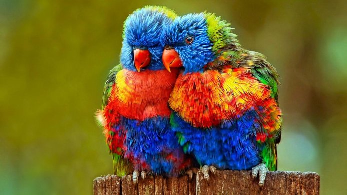 Two colorful lorikeets perched closely together on a wooden post, with a blurred green background
