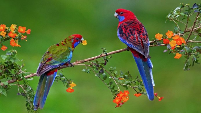 Two Rosella parrots perched on a branch with orange flowers against a green background