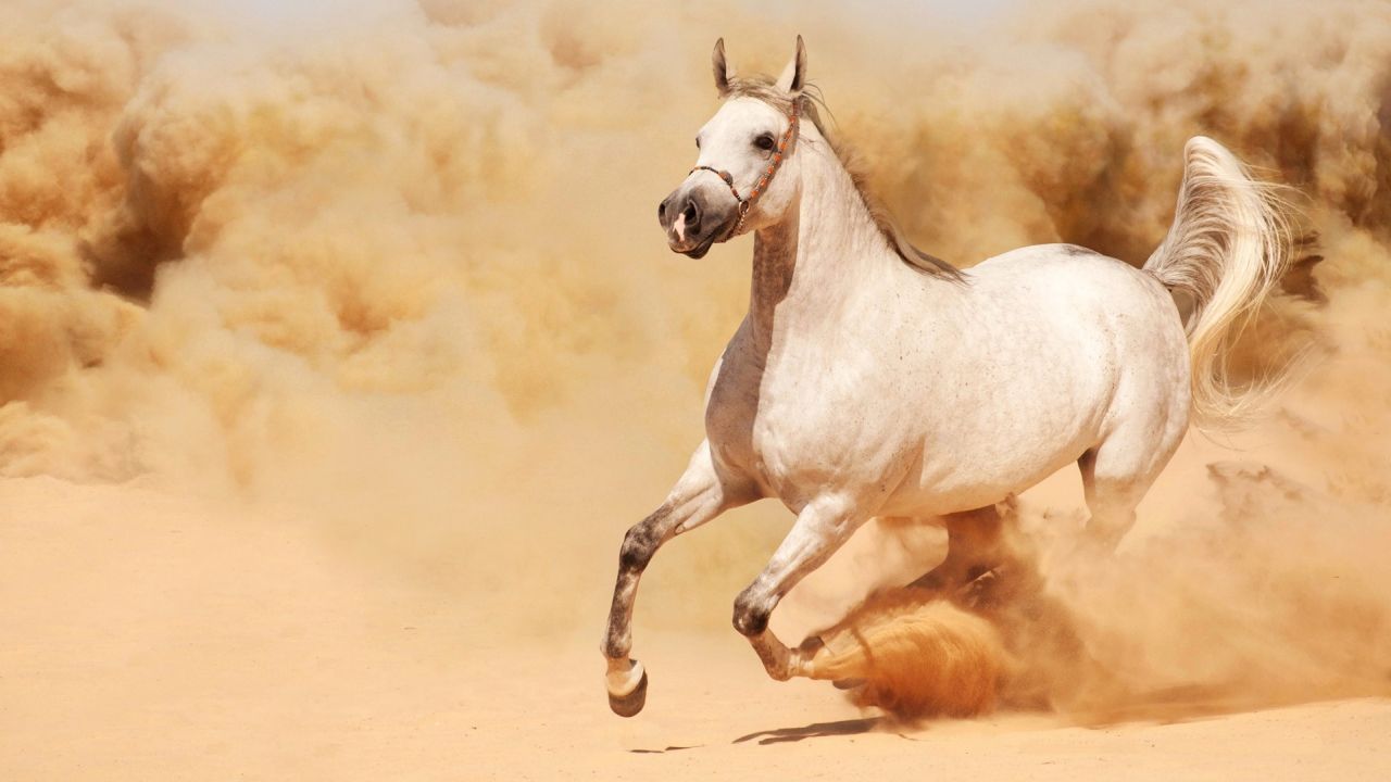 White horse running in desert with sand cloud