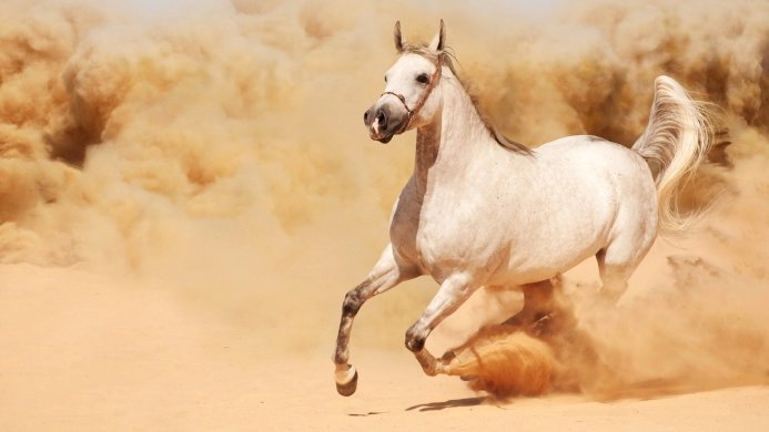 White Arabian horse running through the desert sand