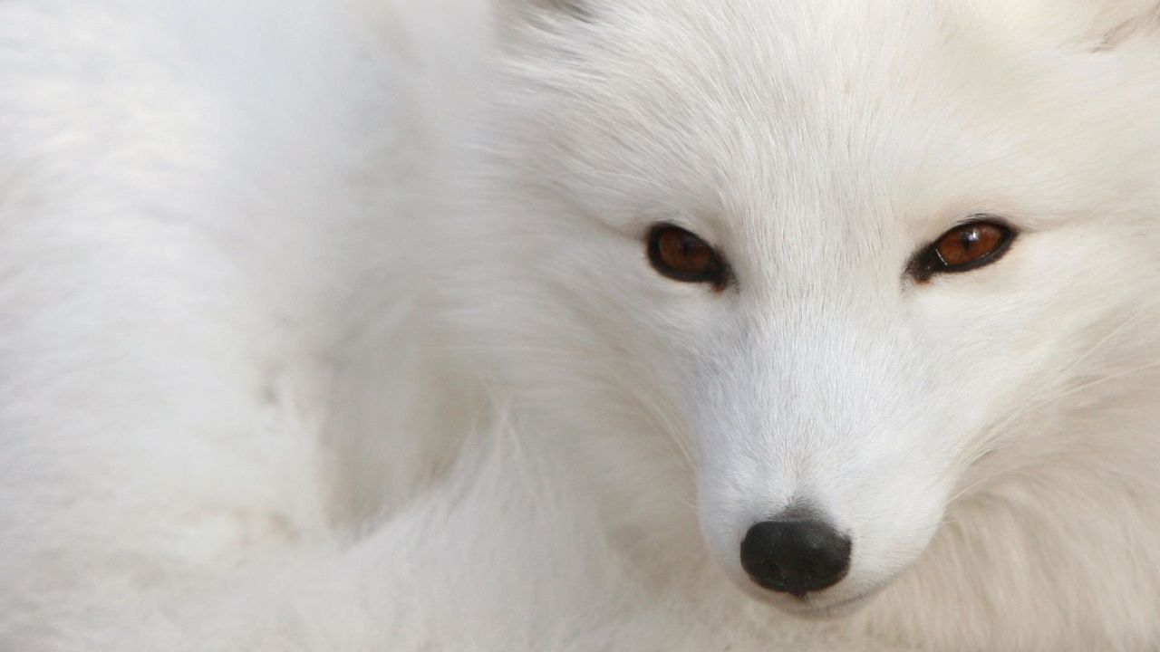 Arctic fox face close up white fur brown eyes