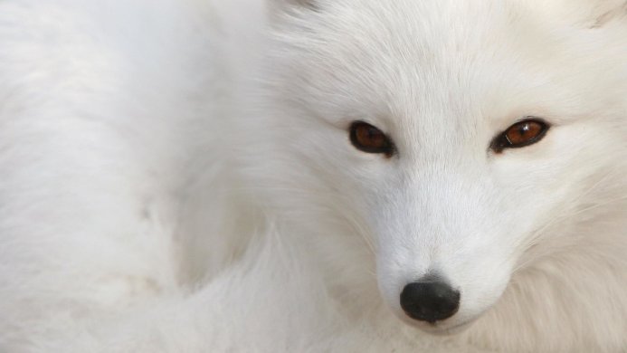 Close-up of a white arctic fox with brown eyes