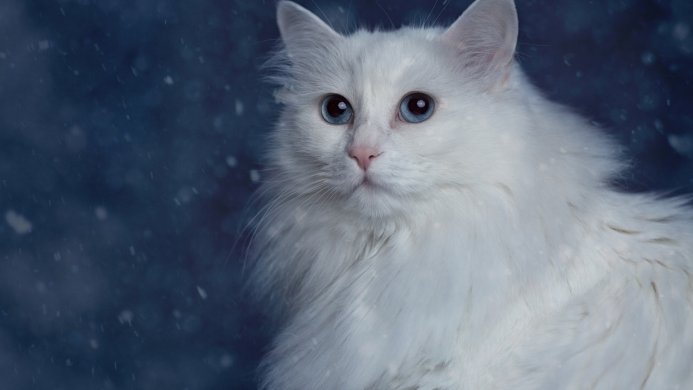 A white cat with blue eyes on a dark blue background with falling snow